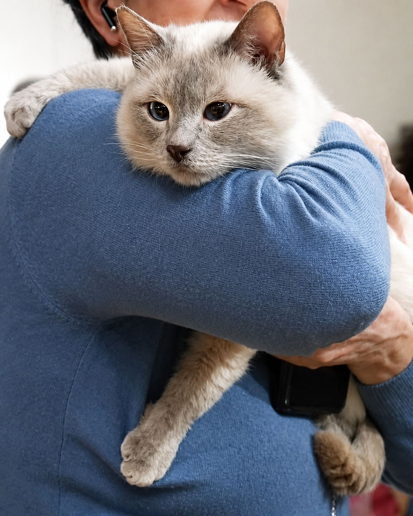 Gatto Thai dal mantello chiaro in braccio, appoggiato alla spalla