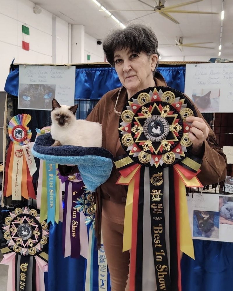 La proprietaria dell'allevamento con uno dei gatti Thai