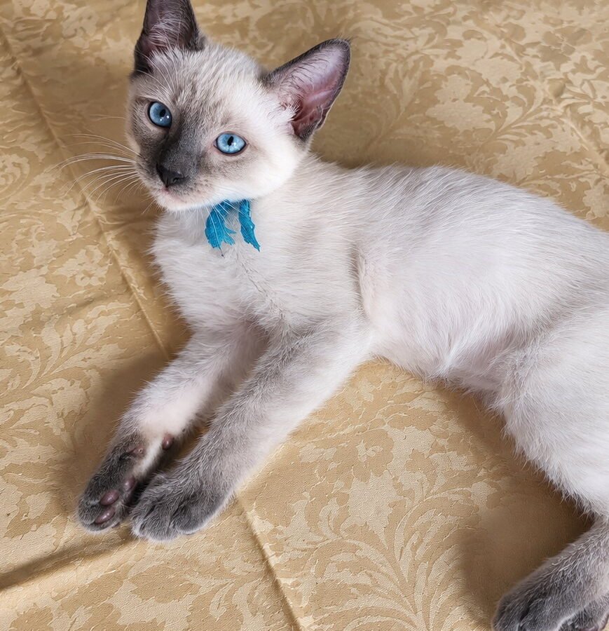 Cucciolata “A”